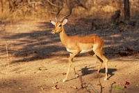 Impala - Aepyceros melampus o1844